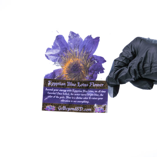 Egyptian Blue Lotus Flower  - ASCENSION, NERVES, ERECTILE DYSFUNCTION