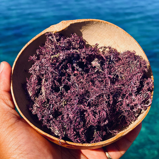 Real Ocean Purple Sea Moss (Large)