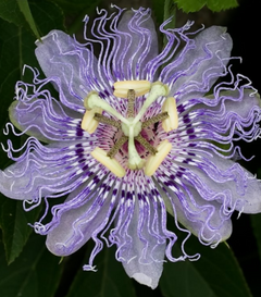 PASSIONFLOWER - CHILL