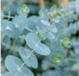 Eucalyptus — Open ​