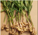 Ginger — Circulate