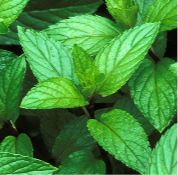 Peppermint — Breathe​