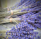 LAVENDER (SURRENDER)​