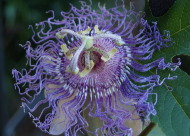 PASSIONFLOWER (RELAX)​