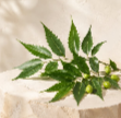 Neem — Purify ​