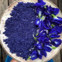 Butterfly Pea Flower — Transform