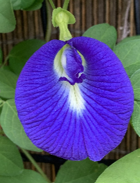 BUTTERFLY PEA FLOWER (TRANSFORMATION)​