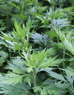 MUGWORT (SPIRIT)​